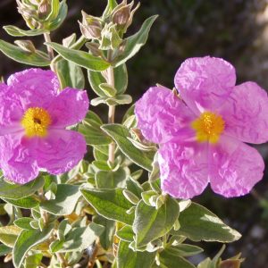 <i>Cistus albidus</i>