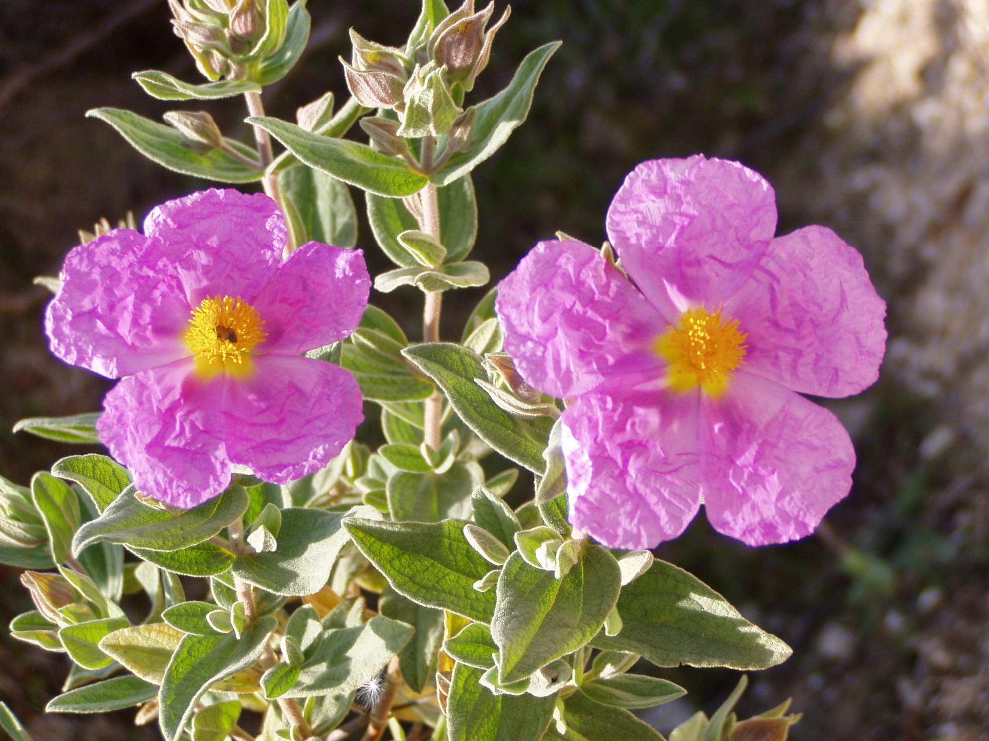 <i>Cistus albidus</i>