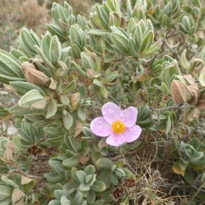 CISTUS SSP ALBIDUS