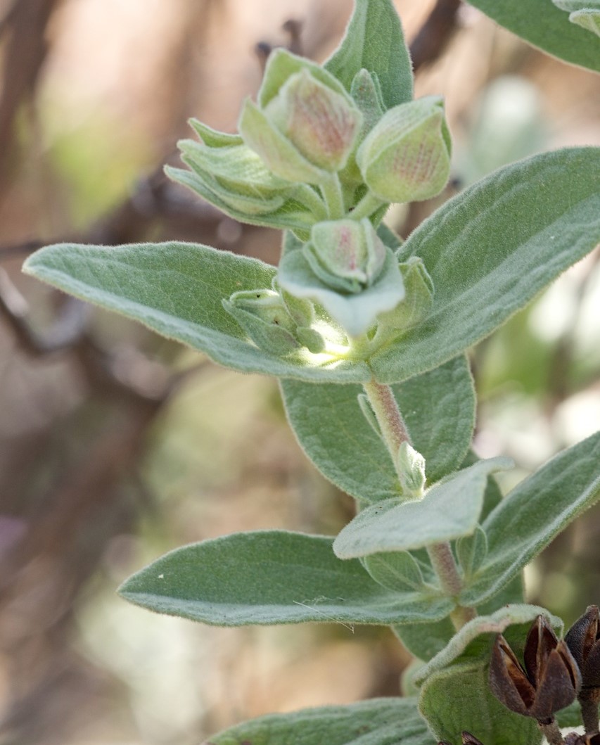 <i>Cistus albidus</i> - Imagen 3