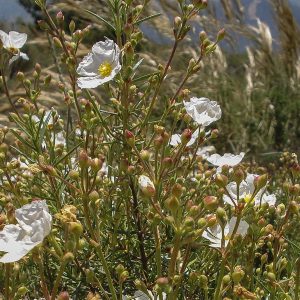 CISTUS SSP CLUSII