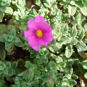 <i>Cistus crispus</i>