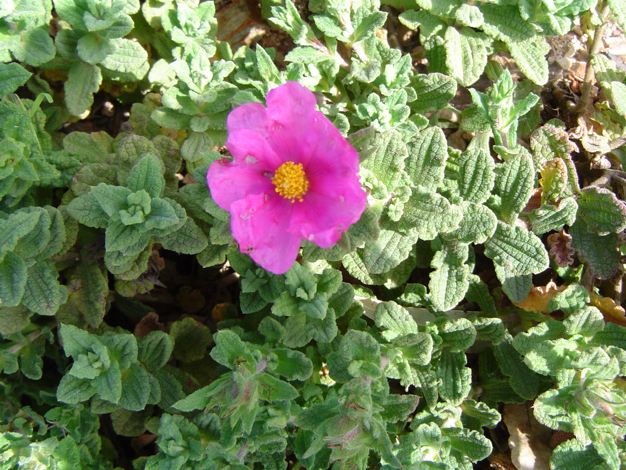 <i>Cistus crispus</i>