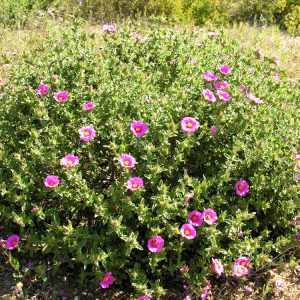 CISTUS SSP CRISPUS