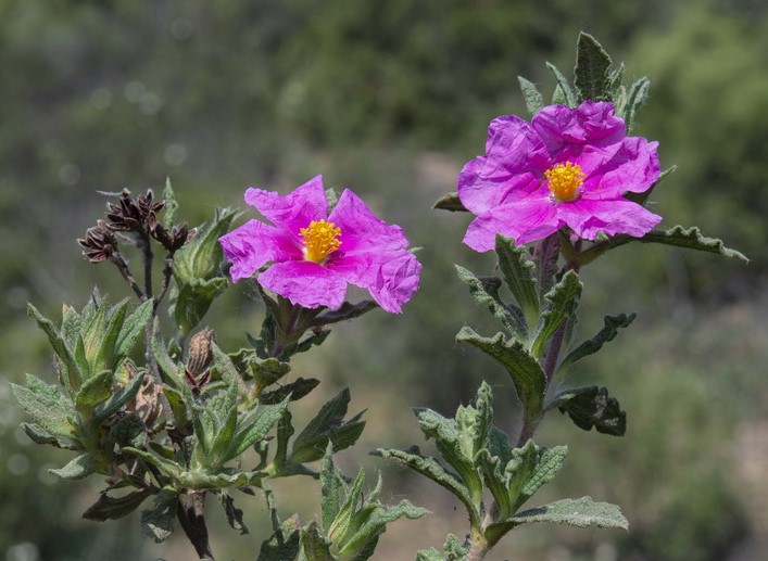 <i>Cistus crispus</i> - Imagen 3