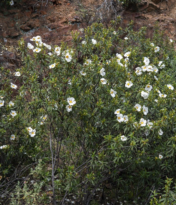 <i>Cistus ladanifer</i>