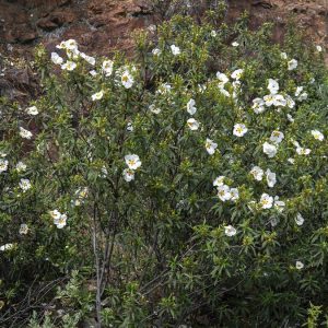 CISTUS SSP LADANIFER