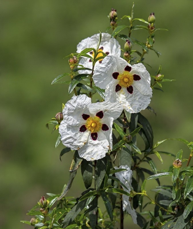 <i>Cistus ladanifer</i> - Imagen 3