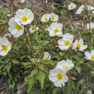 <i>Cistus laurifolius</i>