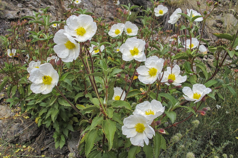 <i>Cistus laurifolius</i>