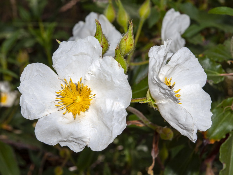 <i>Cistus laurifolius</i> - Imagen 3