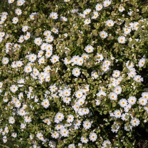 <i>Cistus monspeliensis</i>