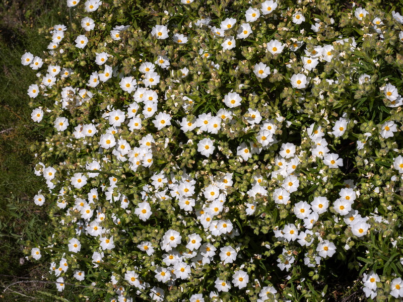 <i>Cistus monspeliensis</i>