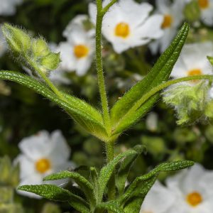 CISTUS SSP MONSPELIENSIS