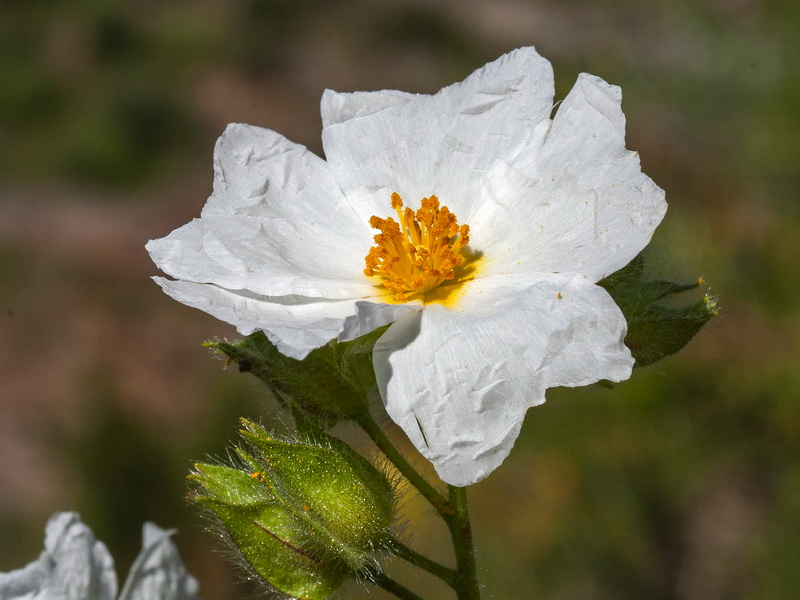 <i>Cistus monspeliensis</i> - Imagen 3