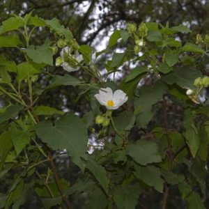 <i>Cistus populifolius</i>
