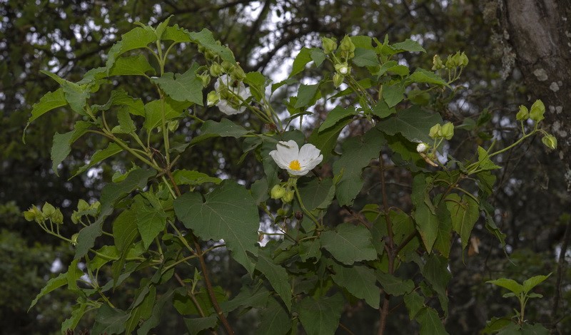 <i>Cistus populifolius</i>