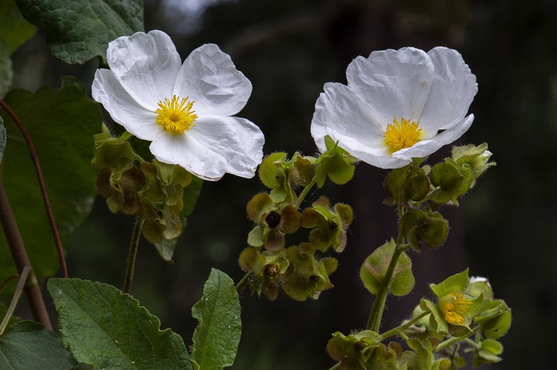 <i>Cistus populifolius</i> - Imagen 3