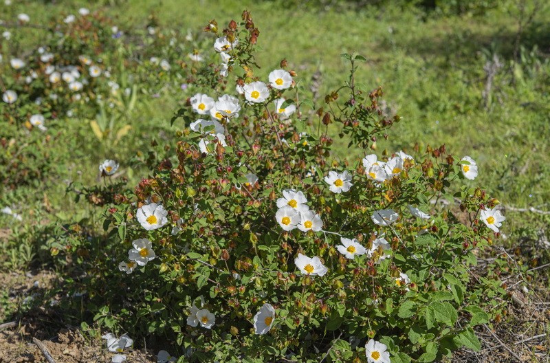 <i>Cistus salvifolius</i>