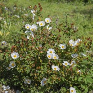 CISTUS SSP SALVIFOLIUS