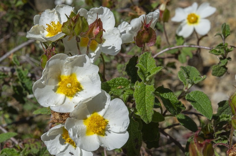 <i>Cistus salvifolius</i> - Imagen 3