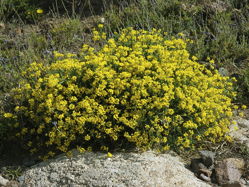 <i>Coronilla juncea</i>
