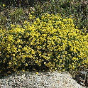 CORONILLA JUNCEA