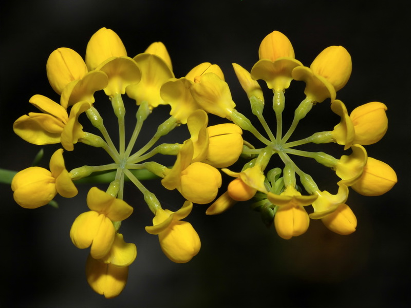 <i>Coronilla juncea</i> - Imagen 3