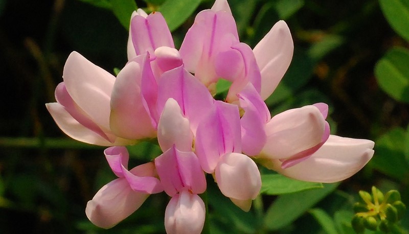<i>Coronilla varia</i> - Imagen 3