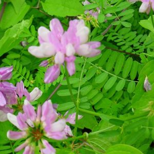 <i>Coronilla varia</i>