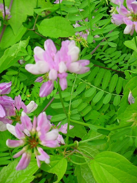 <i>Coronilla varia</i>