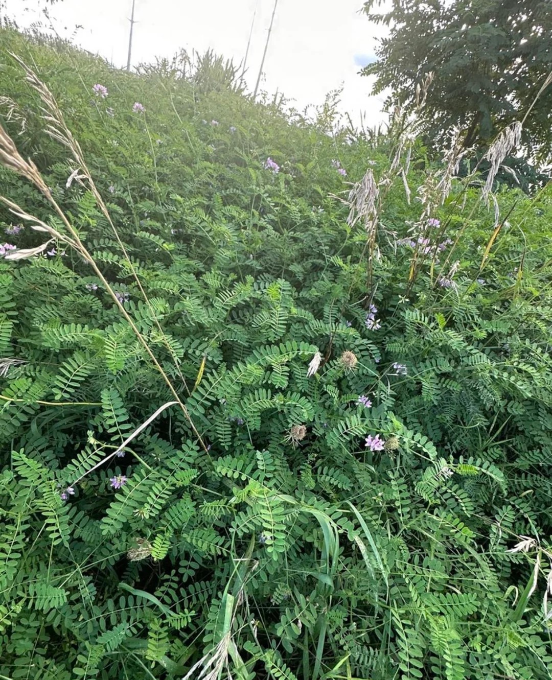 CORONILLA VARIA
