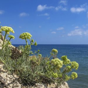 CRITHMUM MARITIMUM