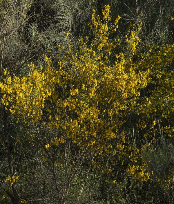 <i>Cytisus scoparius</i>