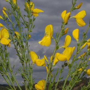CYTISUS SCOPARIUS