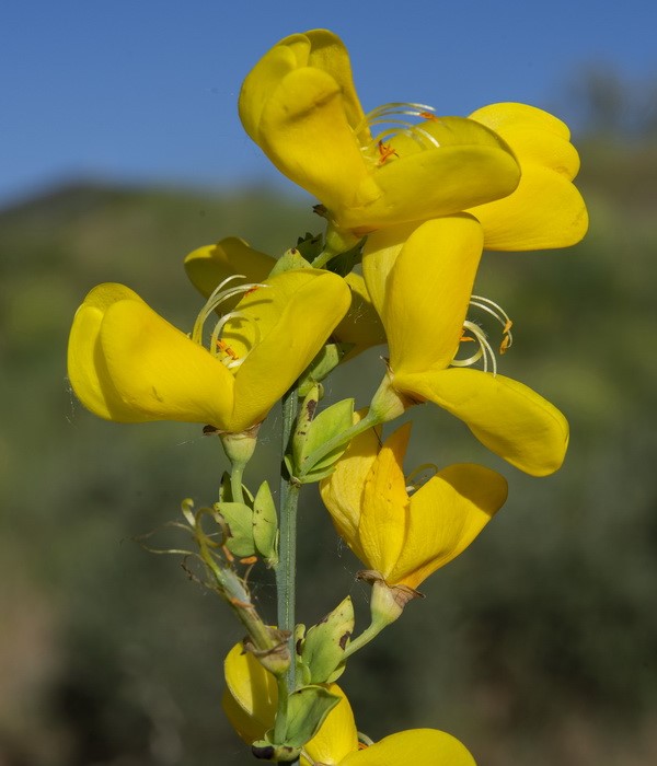 <i>Cytisus scoparius</i> - Imagen 3