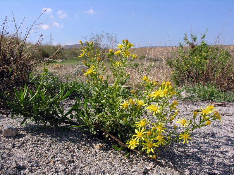 <i>Dittrichia viscosa</i>