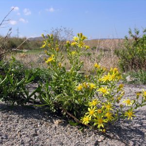 DITTRICHIA VISCOSA