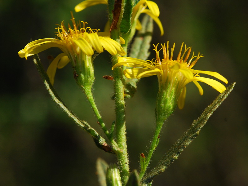 <i>Dittrichia viscosa</i> - Imagen 3