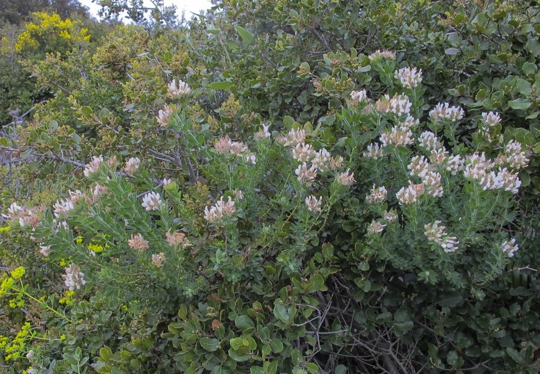 <i>Dorycnium hirsutum</i>