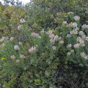 DORYCNIUM HIRSUTUM