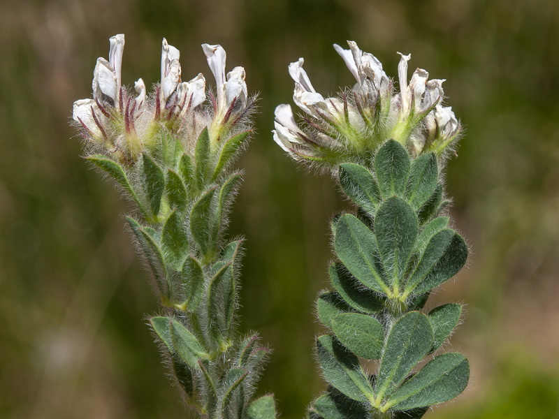 <i>Dorycnium hirsutum</i> - Imagen 3