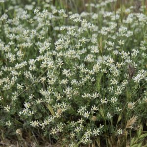DORYCNIUM PENTAPHYLLIUM