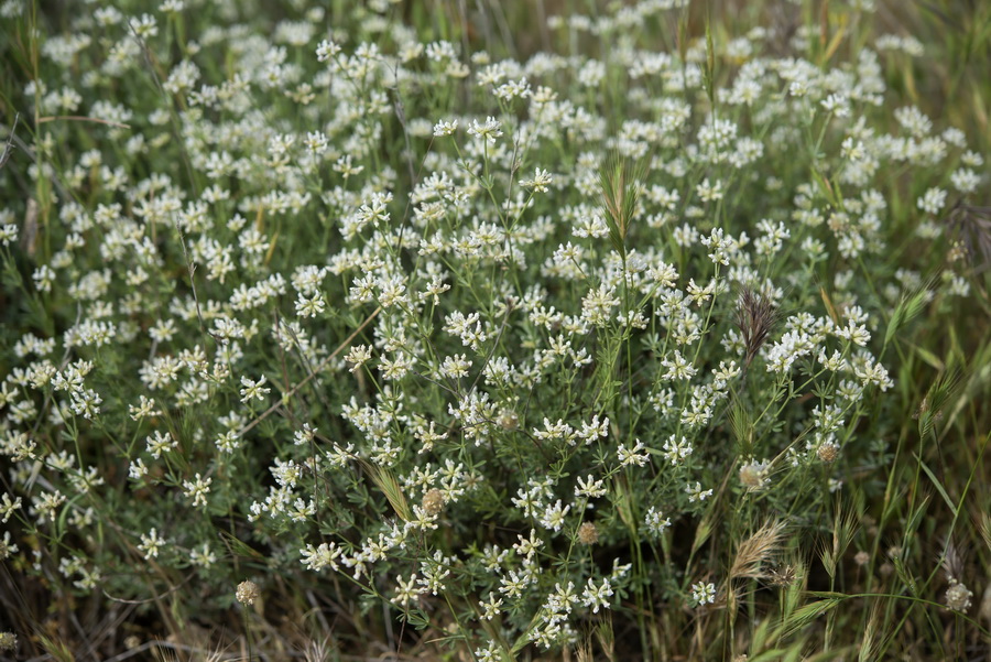 DORYCNIUM PENTAPHYLLIUM