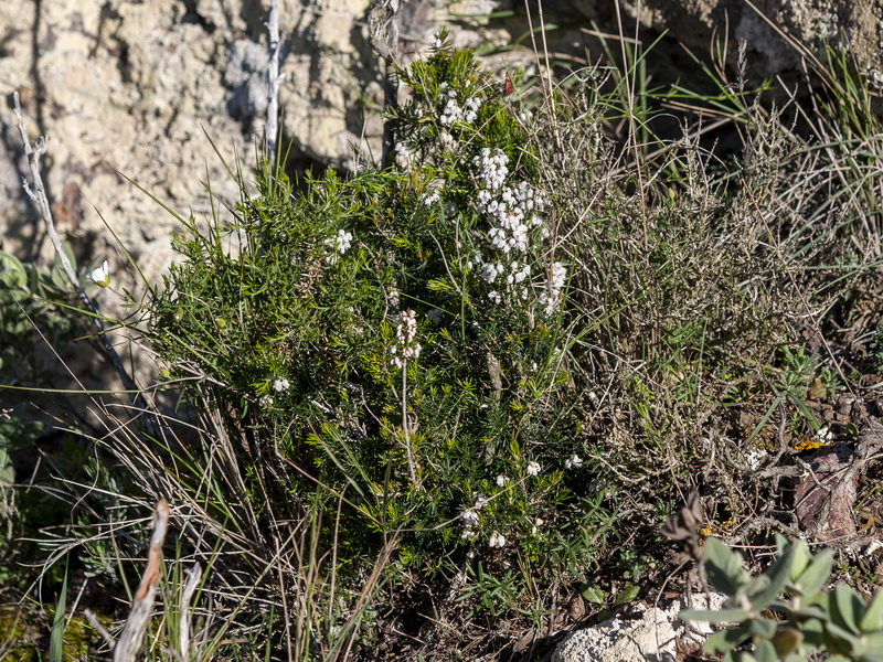 <i>Erica arborea</i>