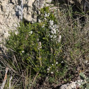 ERICA ARBOREA