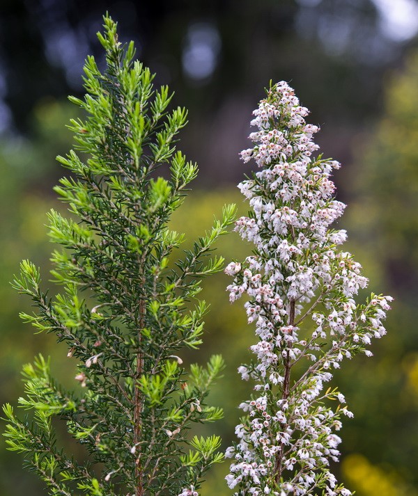<i>Erica arborea</i> - Imagen 3