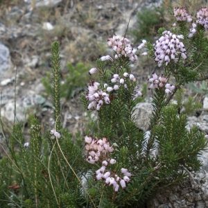 ERICA MULTIFLORA