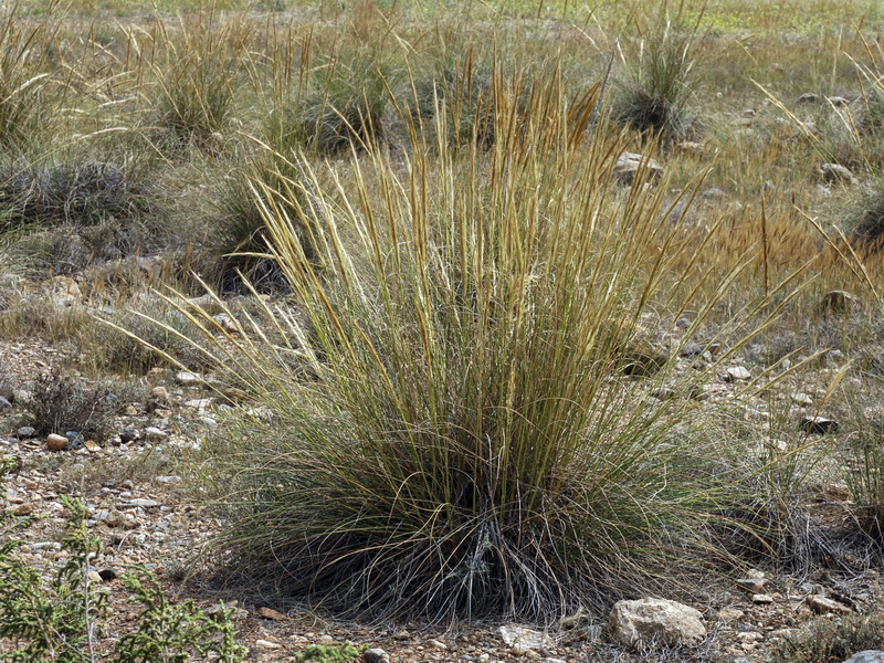 <i>Macrochloa tenacissima</i>