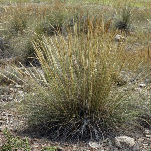 MACROCHLOA TENACISSIMA
